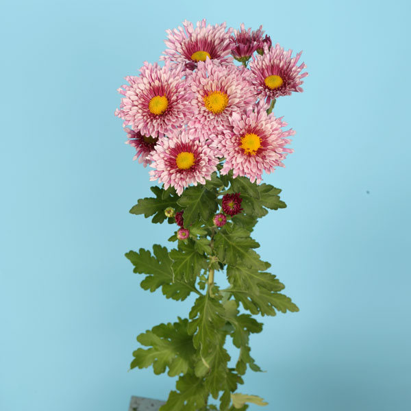 秋咲スプレー菊:ソラコ 紅桃八重 2.5号ポット