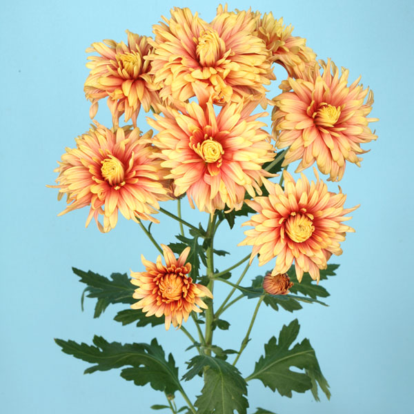 秋咲スプレー菊：香匂(こうわ)　黄赤ダリア咲き 2.5号ポット