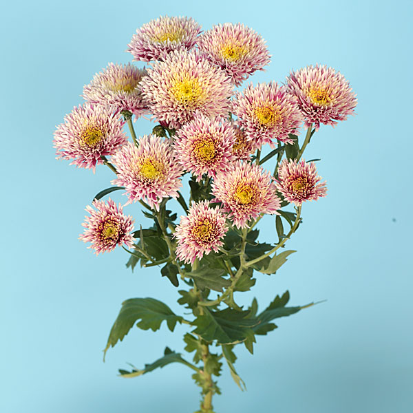 秋咲スプレー菊：ルーケ　白桃八重 2.5号ポット