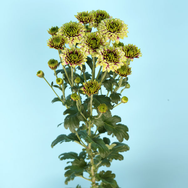 秋咲スプレー菊:グリーンキュオ 緑白 2.5号ポット