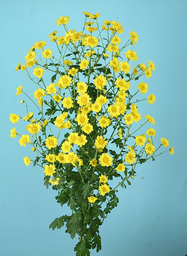 秋咲ロイヤルスプレー菊:星の瞬き 2.5号ポット