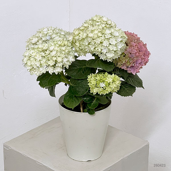 アジサイ：妖精の羽音（ヨウセイノハネ）4号鉢植え