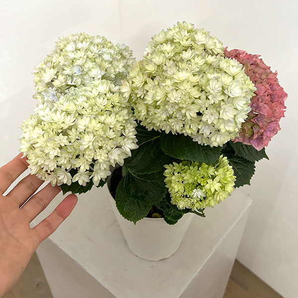 アジサイ：妖精の羽音（ヨウセイノハネ）4号鉢植え