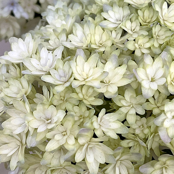 アジサイ：妖精の羽音（ヨウセイノハネ）4号鉢植え