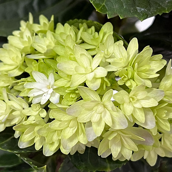 アジサイ：妖精の羽音（ヨウセイノハネ）4号鉢植え