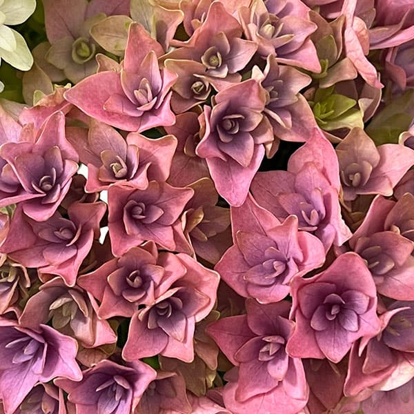 アジサイ：妖精の羽音（ヨウセイノハネ）4号鉢植え