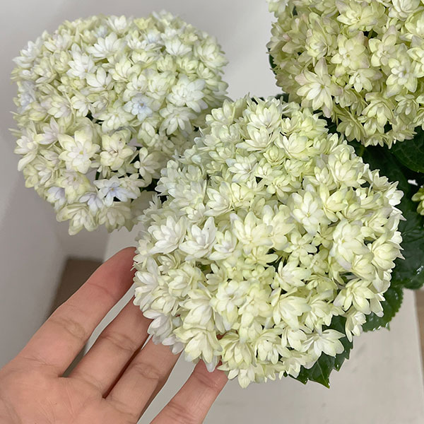 アジサイ：妖精の羽音（ヨウセイノハネ）4号鉢植え