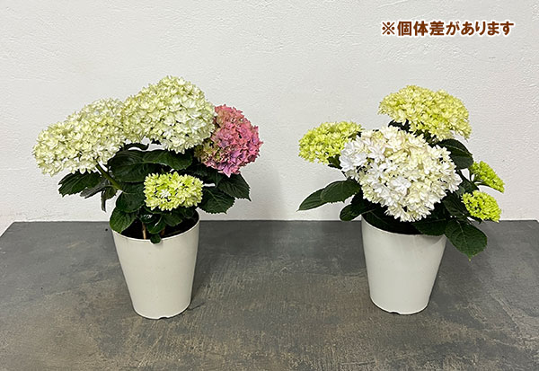 アジサイ：妖精の羽音（ヨウセイノハネ）4号鉢植え