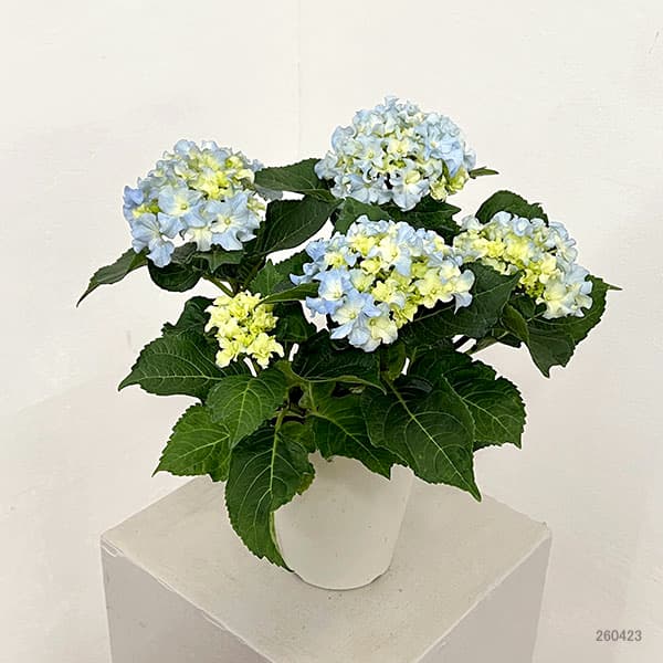 アジサイ：クレイジーテンシア4号鉢植え