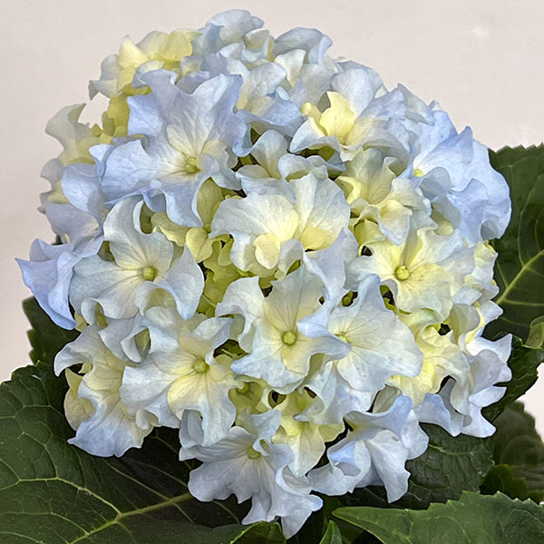 アジサイ：クレイジーテンシア4号鉢植え