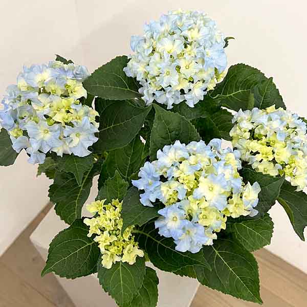 園芸ネット本店｜アジサイ：クレイジーテンシア4号鉢植え の通販【公式】
