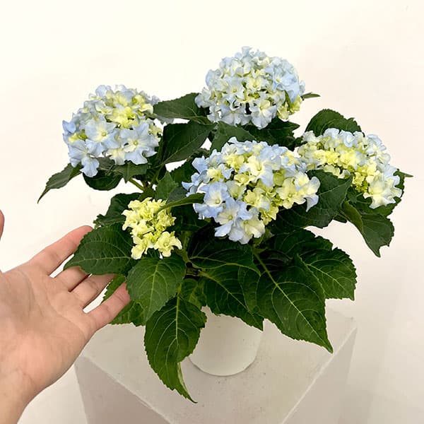 園芸ネット本店｜アジサイ：クレイジーテンシア4号鉢植え の通販【公式】