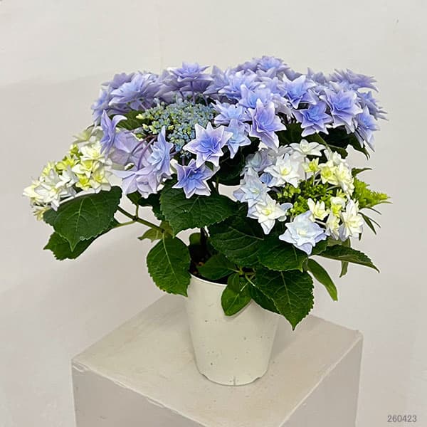 アジサイ：フローリア（ブルー）4号鉢植え