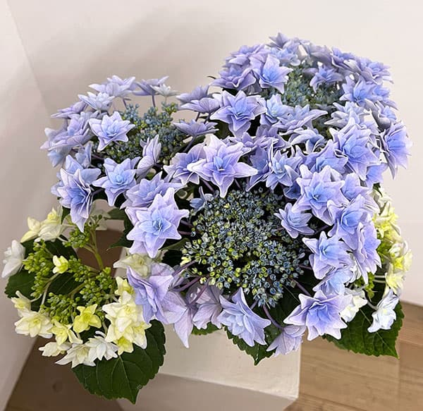 アジサイ：フローリア（ブルー）4号鉢植え