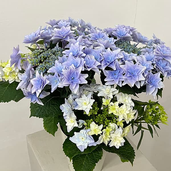 アジサイ：フローリア（ブルー）4号鉢植え