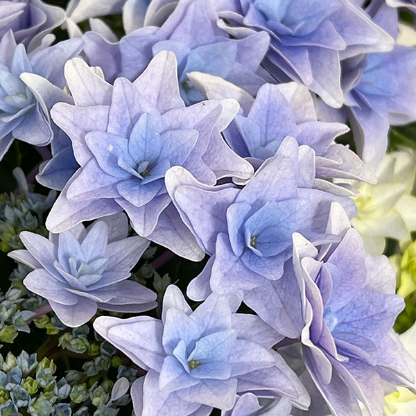 アジサイ：フローリア（ブルー）4号鉢植え