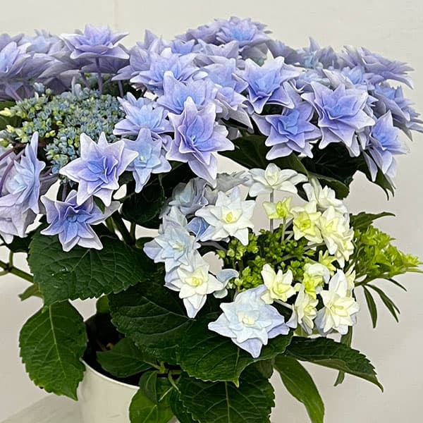 アジサイ：フローリア（ブルー）4号鉢植え