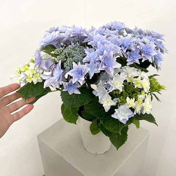 アジサイ：フローリア（ブルー）4号鉢植え