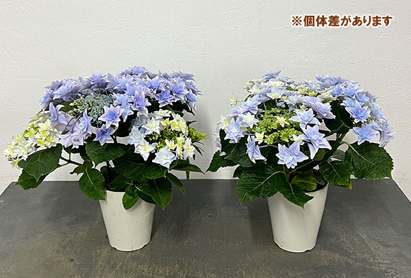 アジサイ：フローリア（ブルー）4号鉢植え