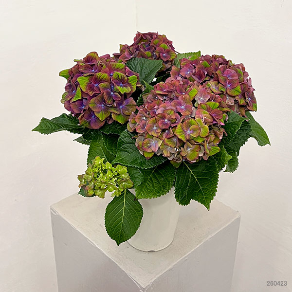 アジサイ：グロッシーリップス4号鉢植え