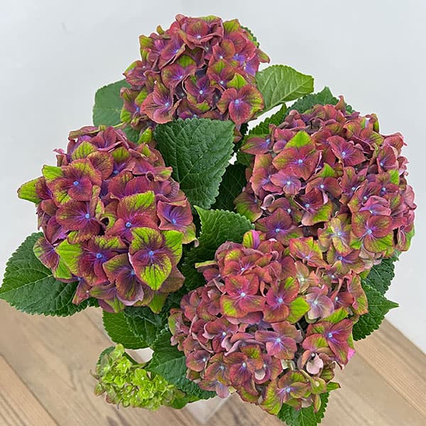 アジサイ：グロッシーリップス4号鉢植え