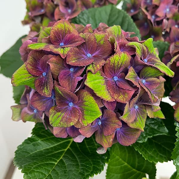 アジサイ：グロッシーリップス4号鉢植え