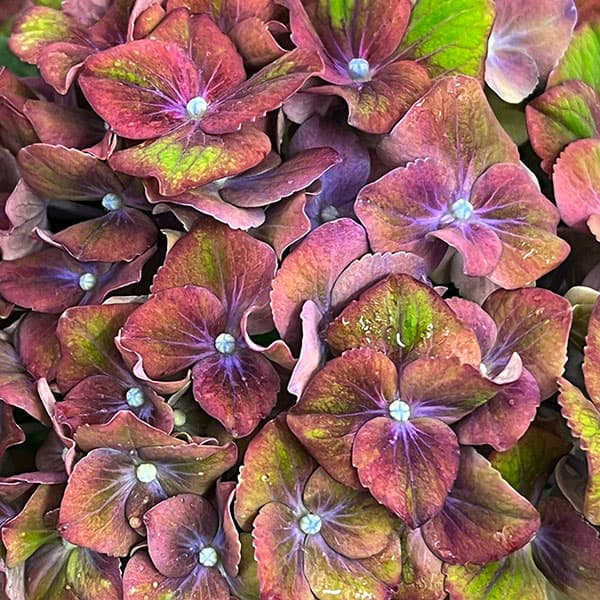 アジサイ：グロッシーリップス4号鉢植え