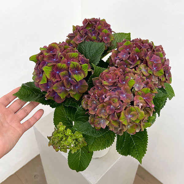 アジサイ：グロッシーリップス4号鉢植え