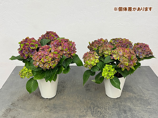 アジサイ：グロッシーリップス4号鉢植え