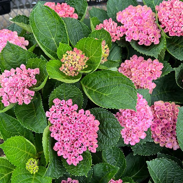 園芸ネット本店|アジサイ:マジカルレポリューション ビターピンク5号 園芸ネット本店|アジサイ:マジカルレポリューション ビターピンク5号