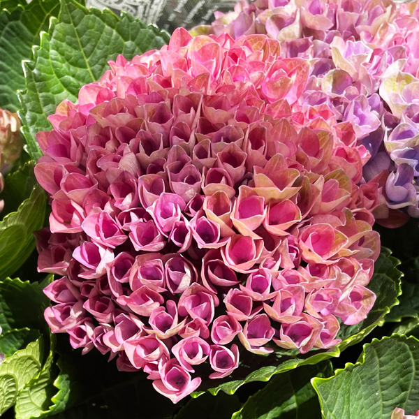 [26年4月下旬予約]アジサイ：マジカルレポリューションビターピンク5号鉢植え