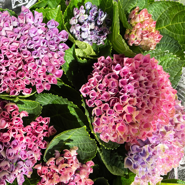 [26年4月下旬予約]アジサイ：マジカルレポリューションビターピンク5号鉢植え