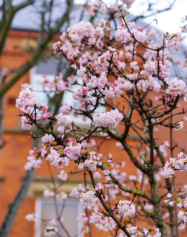 ビバーナム　ドーン5号ポット