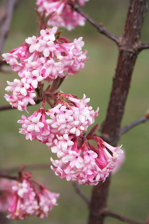 ビバーナム　ドーン5号ポット