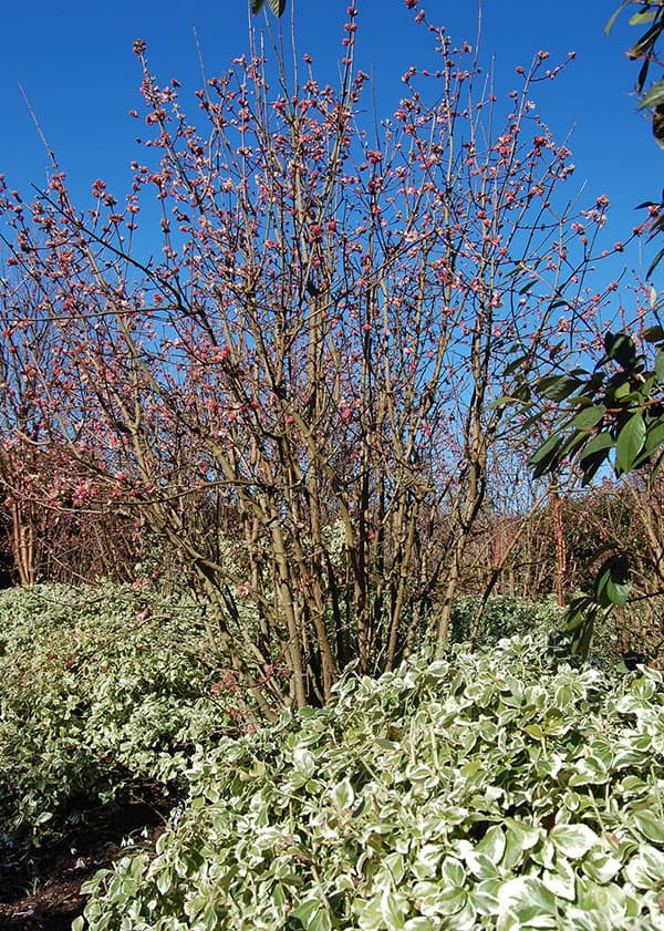 ビバーナム　ドーン5号ポット