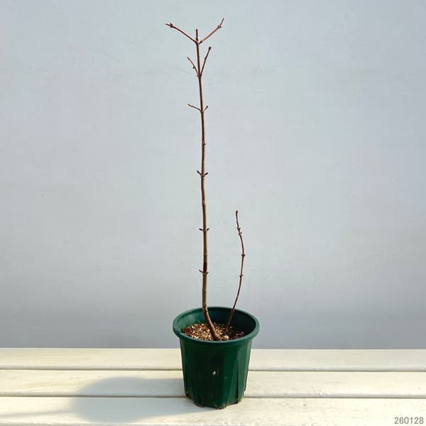 ビバーナム　ドーン5号ポット