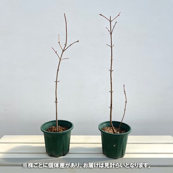 ビバーナム　ドーン5号ポット