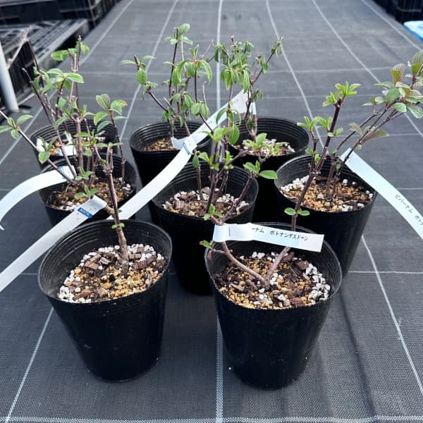 ビバーナム　ドーン5号ポット