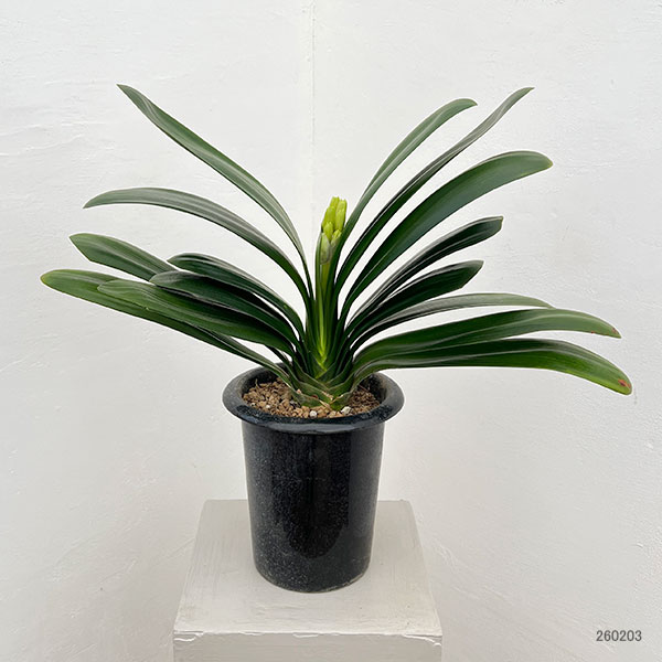 クンシラン：黄花君子蘭6号鉢植え