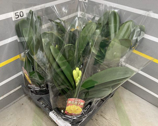 クンシラン：黄花君子蘭6号鉢植え