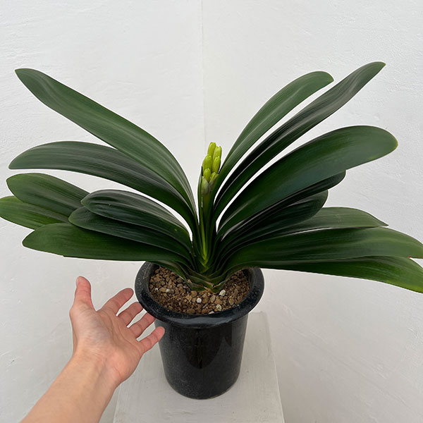 クンシラン：黄花君子蘭6号鉢植え