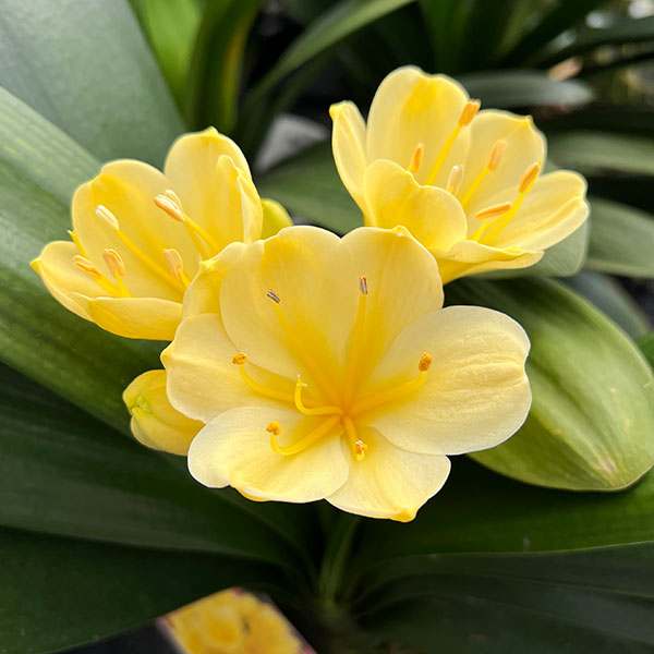 （わけあり特価）クンシラン：黄花君子蘭6号鉢植え