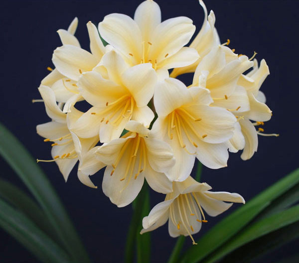 （わけあり特価）クンシラン：黄花君子蘭6号鉢植え