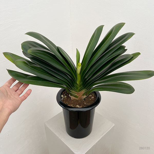 クンシラン：ダルマクンシラン6号鉢植え