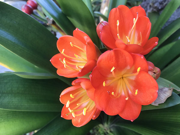 クンシラン：ダルマクンシラン6号鉢植え