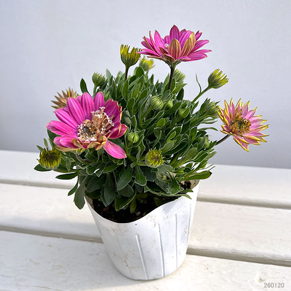 オステオスペルマム（ダブル）：3Dピンクバイカラー3.5号ポット