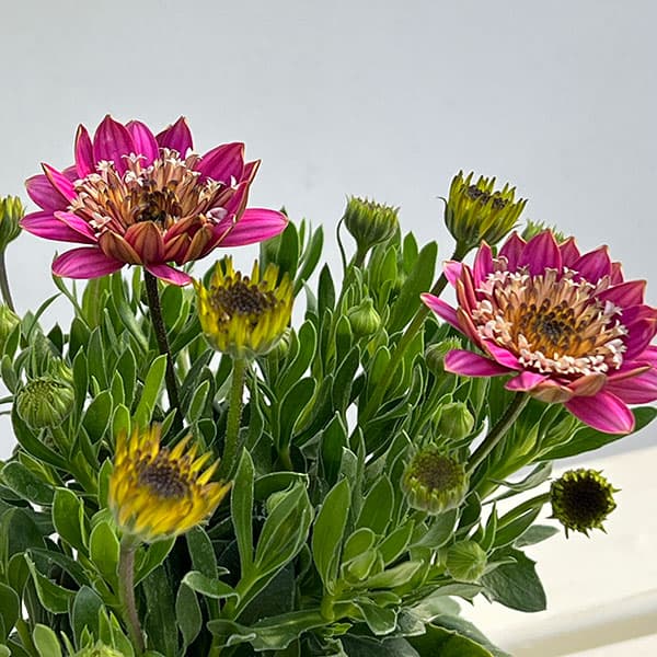 オステオスペルマム（ダブル）：3Dピンクバイカラー3.5号ポット