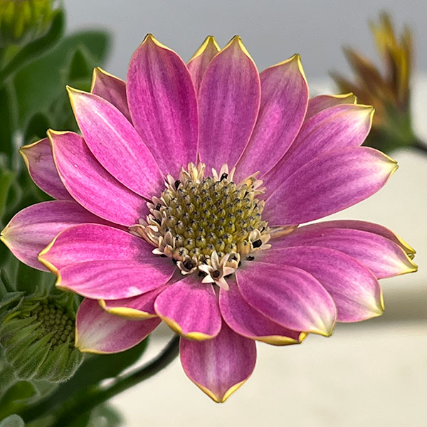 オステオスペルマム（ダブル）：3Dピンクバイカラー3.5号ポット