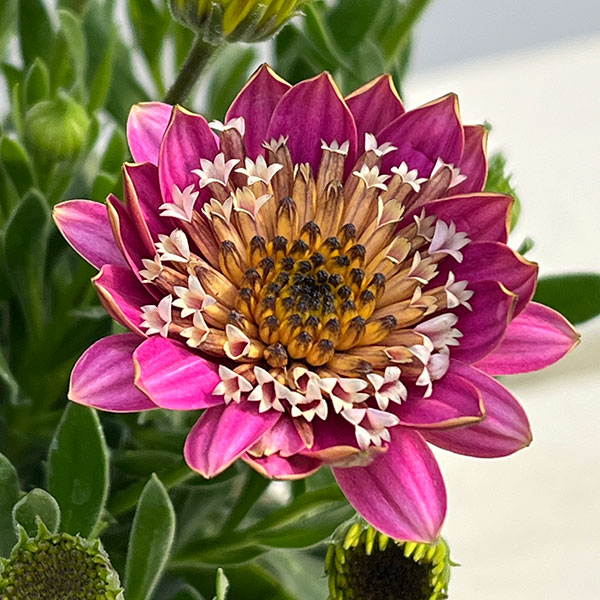 オステオスペルマム（ダブル）：3Dピンクバイカラー3.5号ポット