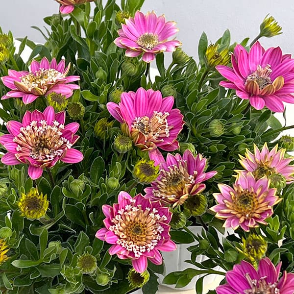 オステオスペルマム（ダブル）：3Dピンクバイカラー3.5号ポット